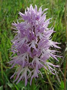 Naked Man Orchid 2 - Orchis italica © John Muddeman